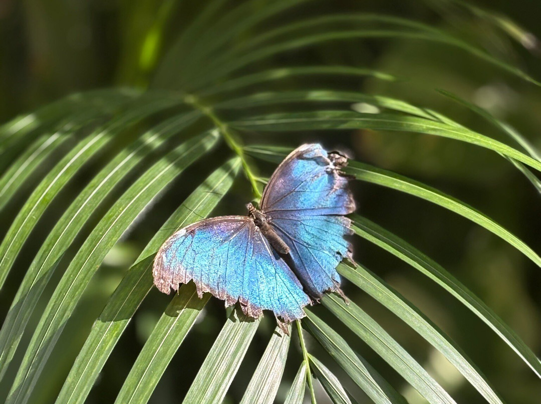 The Butterfly Farm-奥腊涅斯塔德必去景点