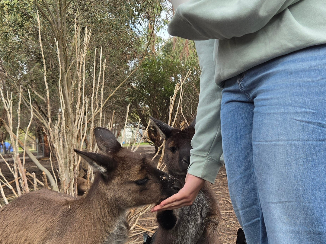 Kangaroo Island Wildlife Park-塞登必去景点