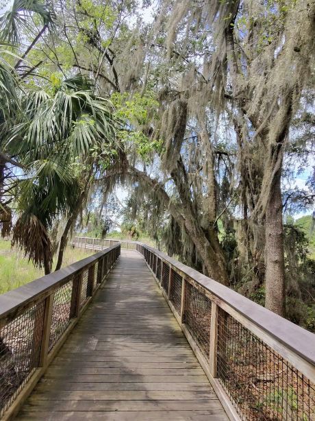 Paynes Prairie State Preserve-旅行者