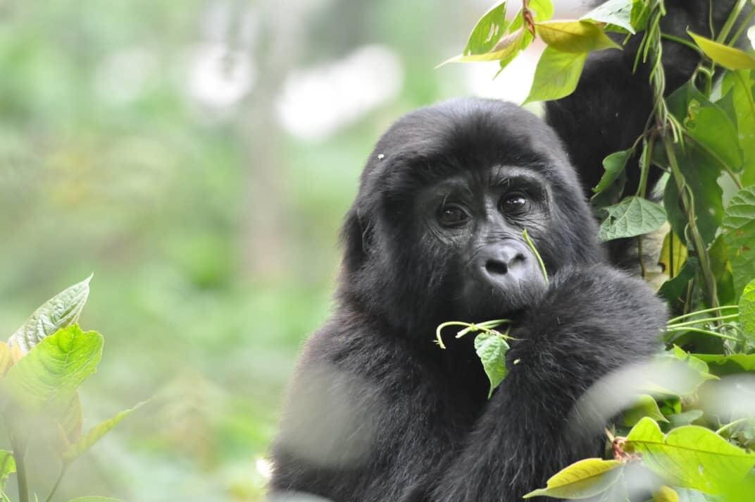 Bwindi Impenetrable Forest-Western Region必去景点