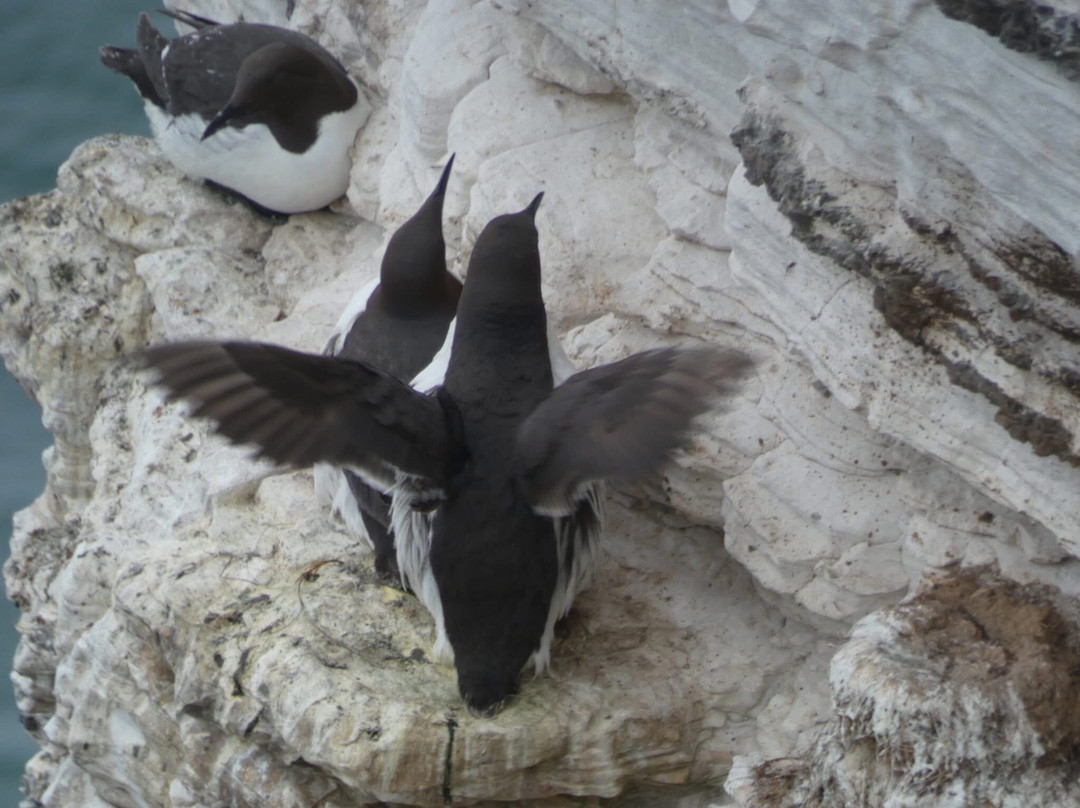 RSPB Bempton Cliffs-Bempton必去景点