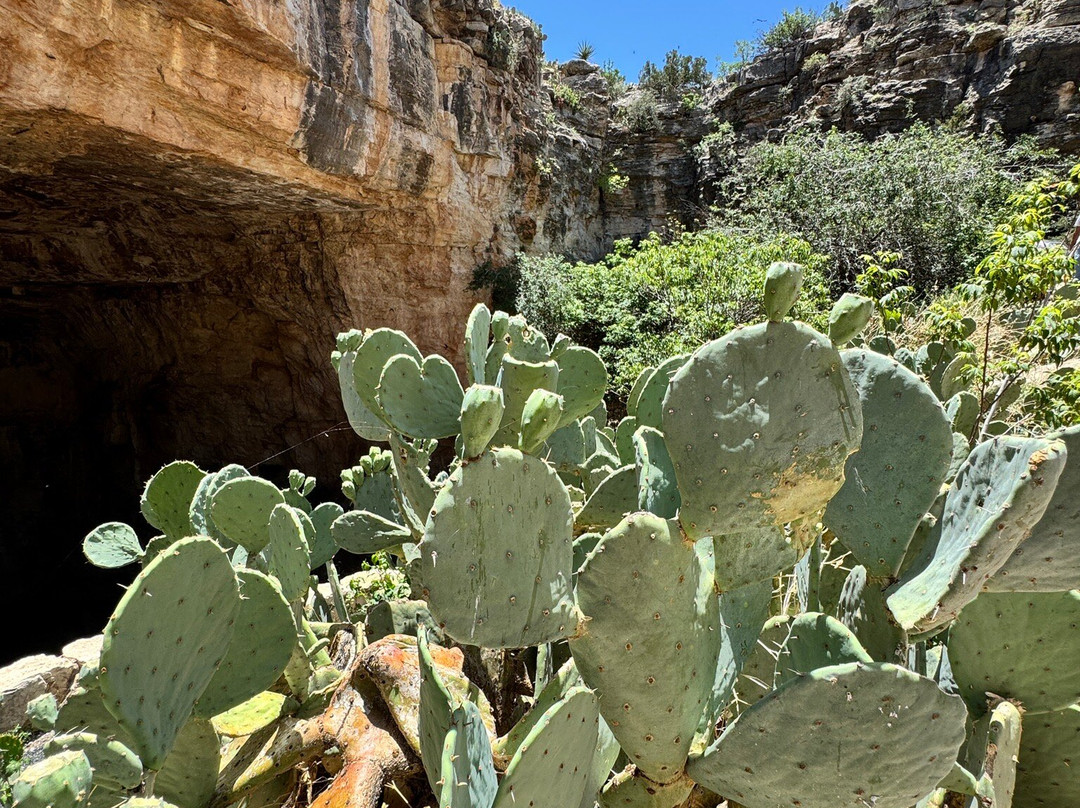 Bat Flight Program in Carlsbad Caverns National Park-卡尔斯巴德洞穴国家公园必去景点