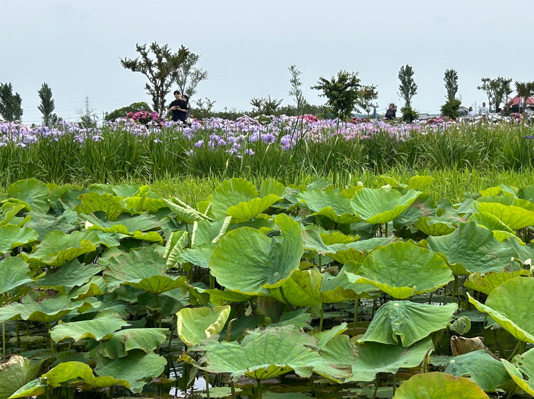 Suigo Sawara Iris Matsuri-香取市必去景点