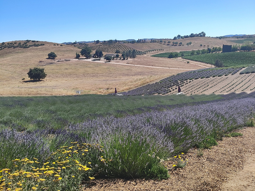 Hambly Lavender Farm-帕索罗布尔斯必去景点