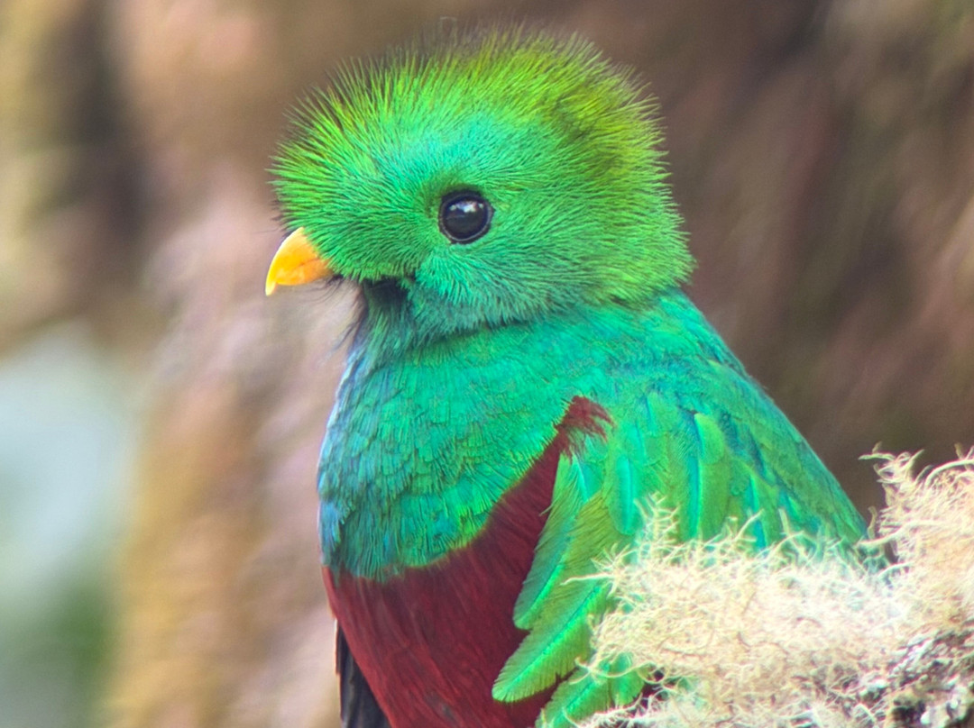 Birding Experiences-福德圣卡洛斯必去景点
