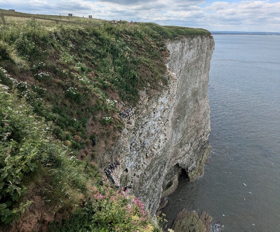 RSPB Bempton Cliffs-Bempton必去景点