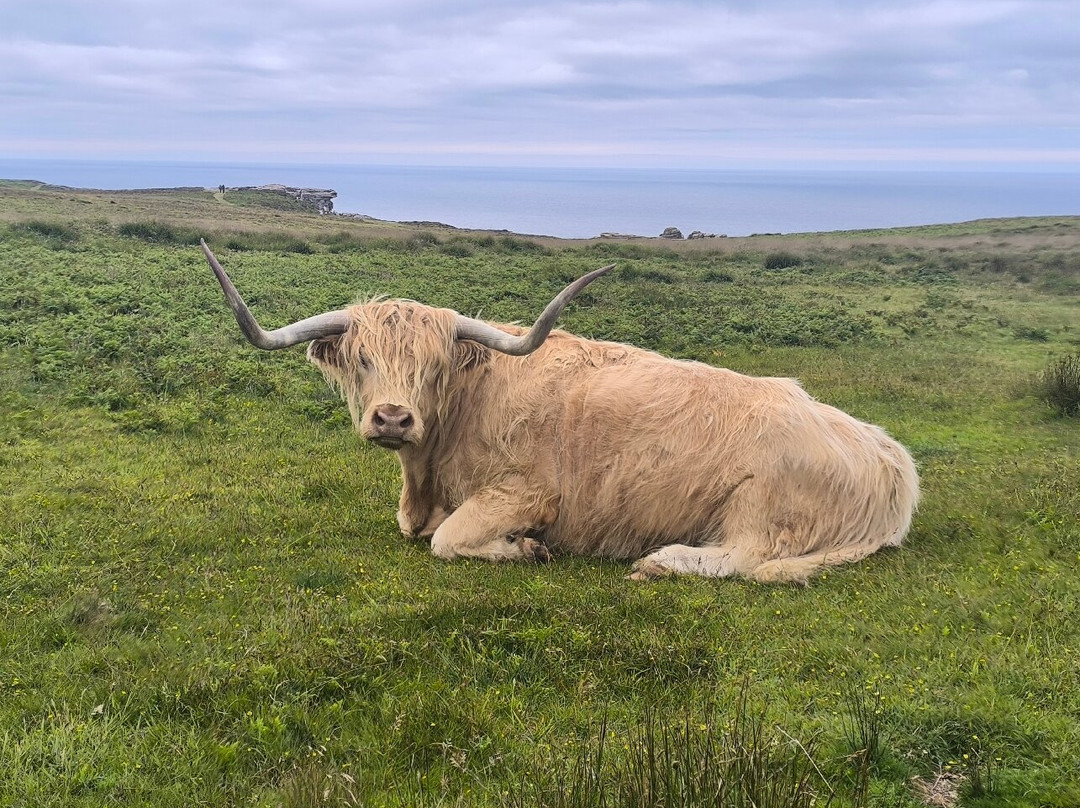 Lundy Island-比迪福德必去景点