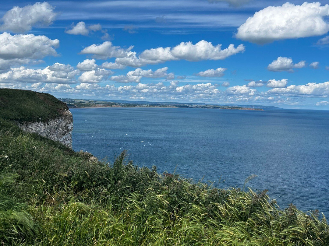 RSPB Bempton Cliffs-Bempton必去景点