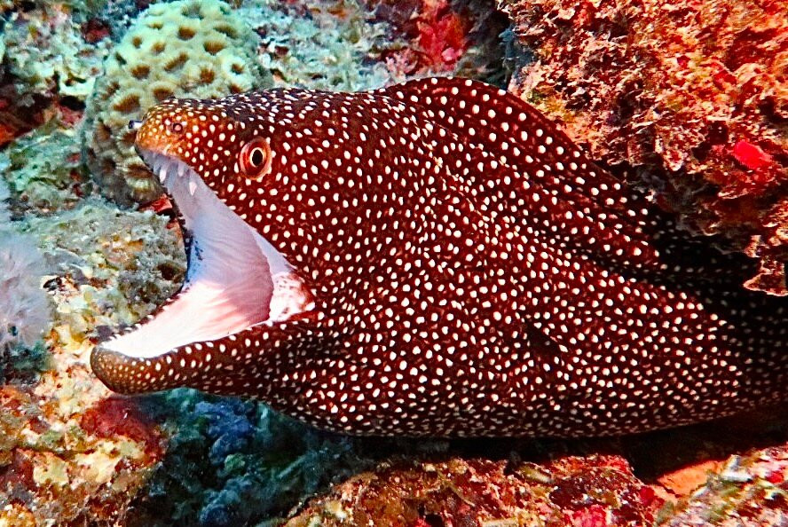 Orca Dive Club - Pereybere-Pereybere必去景点