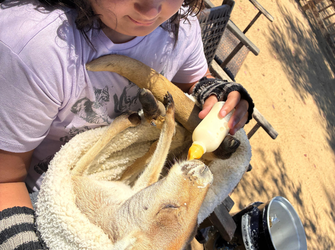 Zoo to You (Conservation Ambassadors)-帕索罗布尔斯必去景点