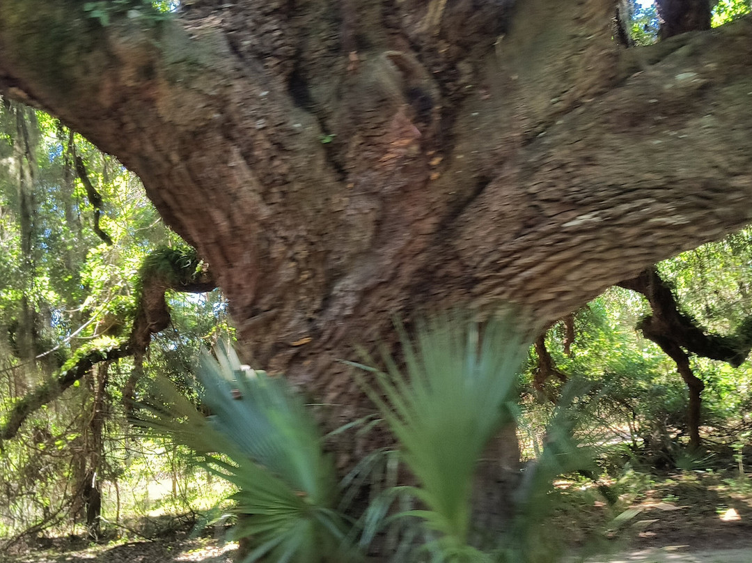 Cumberland Island National Seashore-St. Marys必去景点