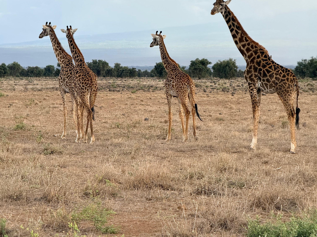 Tsavo Travel & Safaris-内罗毕必去景点