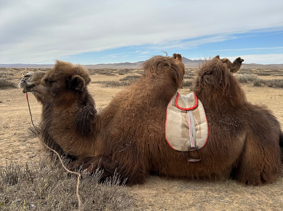 Mongolian Four Seasons Travel-乌兰巴托必去景点