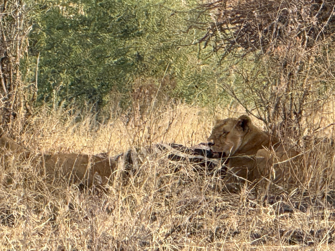 Zara Tanzania Adventures-莫西必去景点