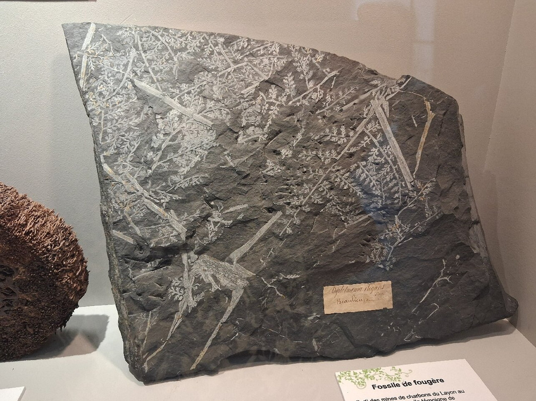 Museum des Sciences Naturelles-昂热必去景点