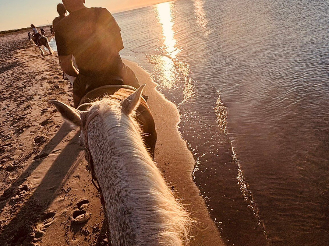 Family Horses 373-5361953-Marina di Ginosa必去景点