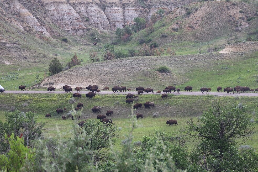 Theodore Roosevelt National Park-Medora必去景点