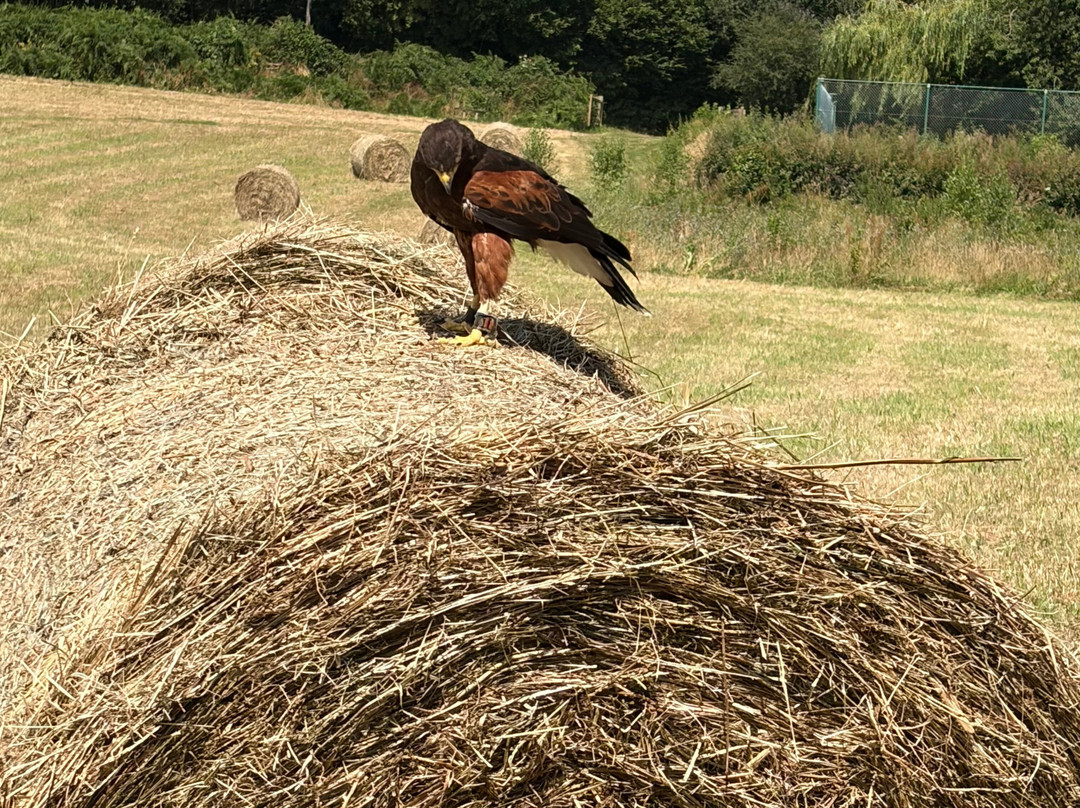 North Devon Hawk Walks-South Molton必去景点