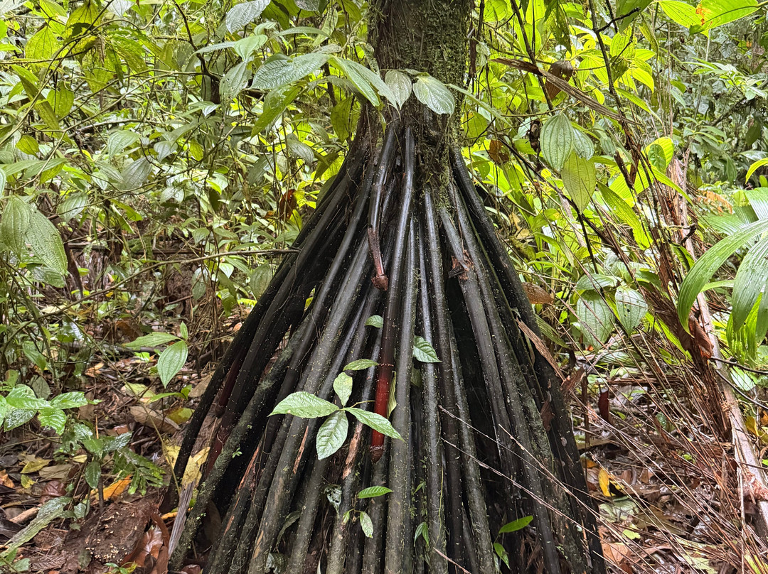 Tirimbina Biological Reserve-La Virgen必去景点