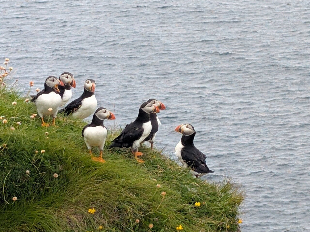 Wild Orkney Walks-Stromness必去景点