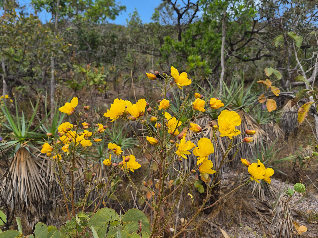 Parque Nacional da Chapada dos Veadeiros-上帕拉伊苏迪戈亚斯必去景点