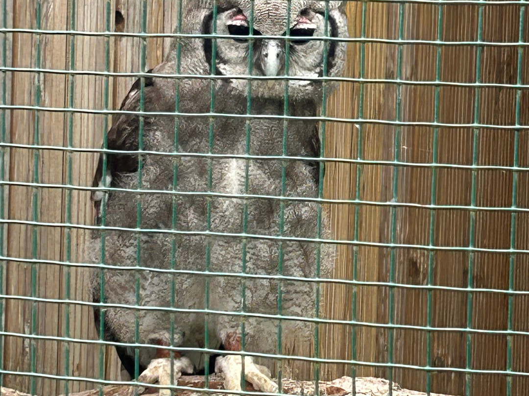 Suffolk Owl Sanctuary-Stonham Aspal必去景点