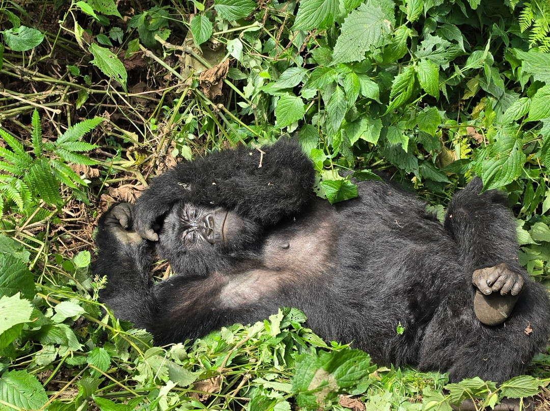Volcanoes National Park Rwanda-Musanze District必去景点