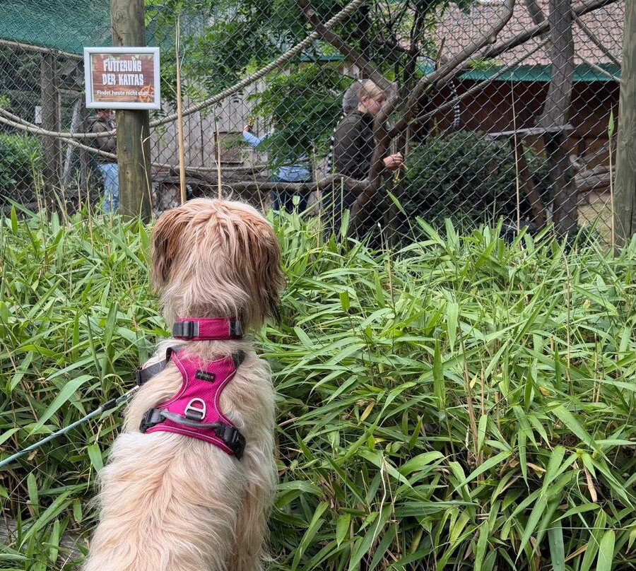 Tierpark Ströhen - Der Entdeckerzoo-Strohen必去景点