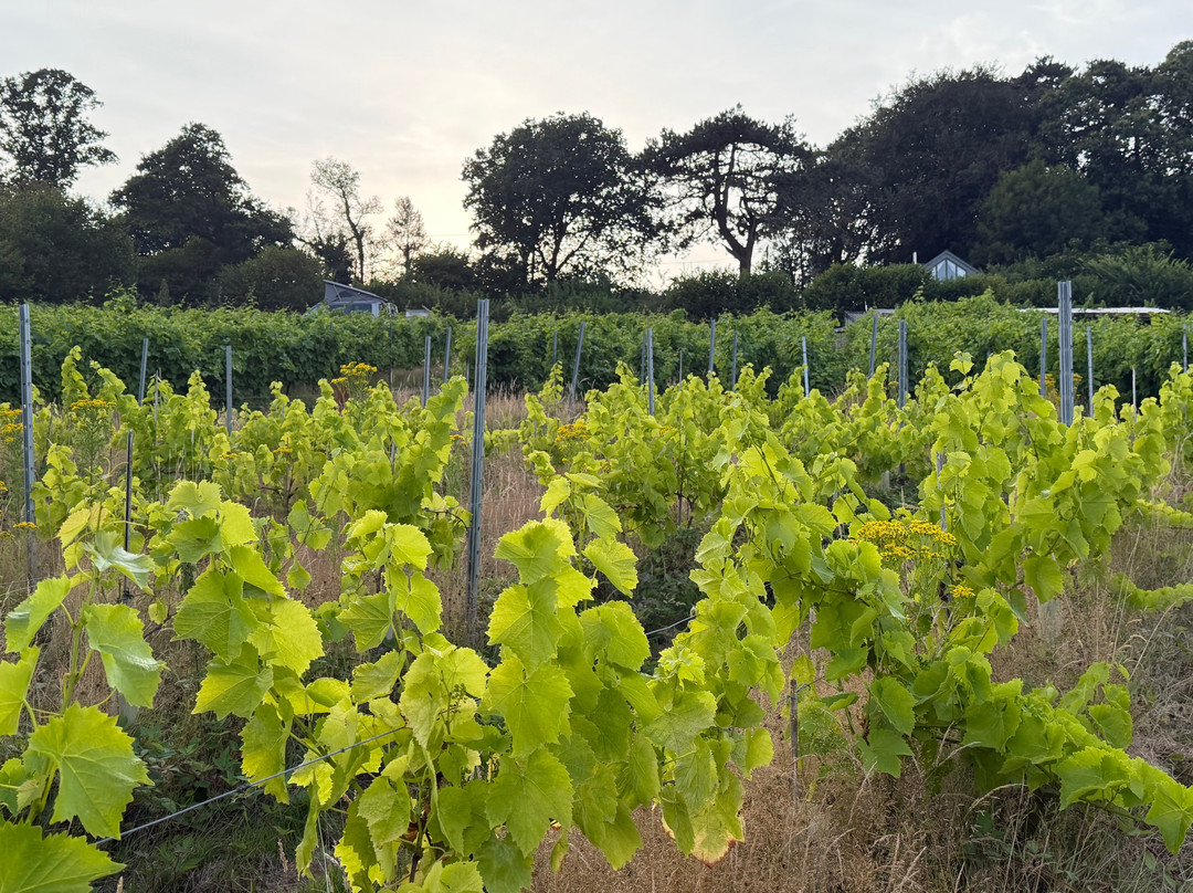 Looe Valley Vineyard-卢城必去景点
