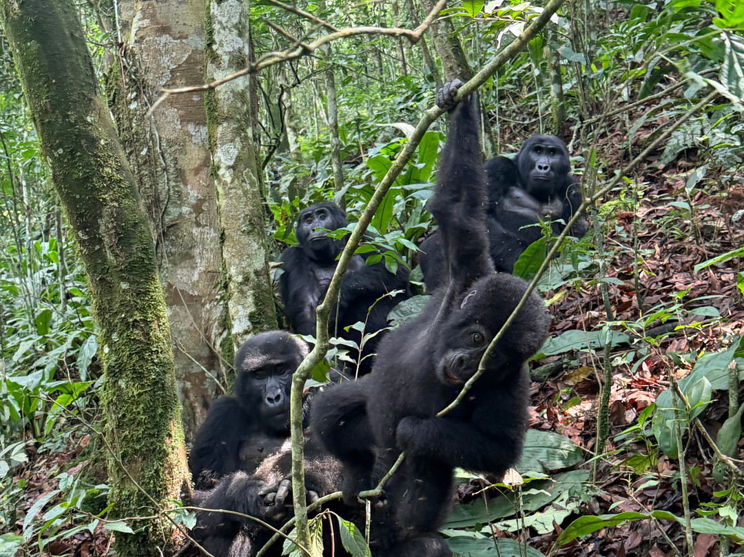 Bwindi Impenetrable Forest-Western Region必去景点