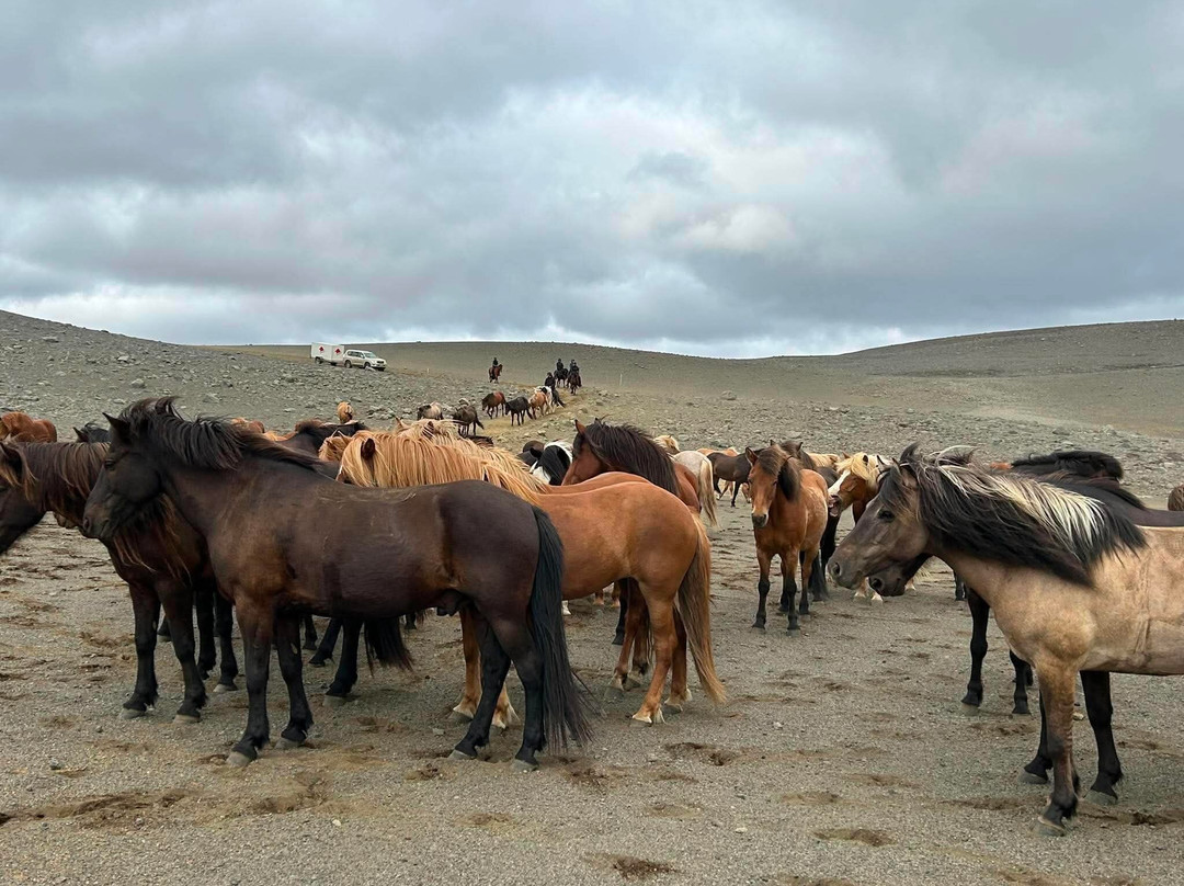 Eldhestar Volcano Horses-Olfus必去景点