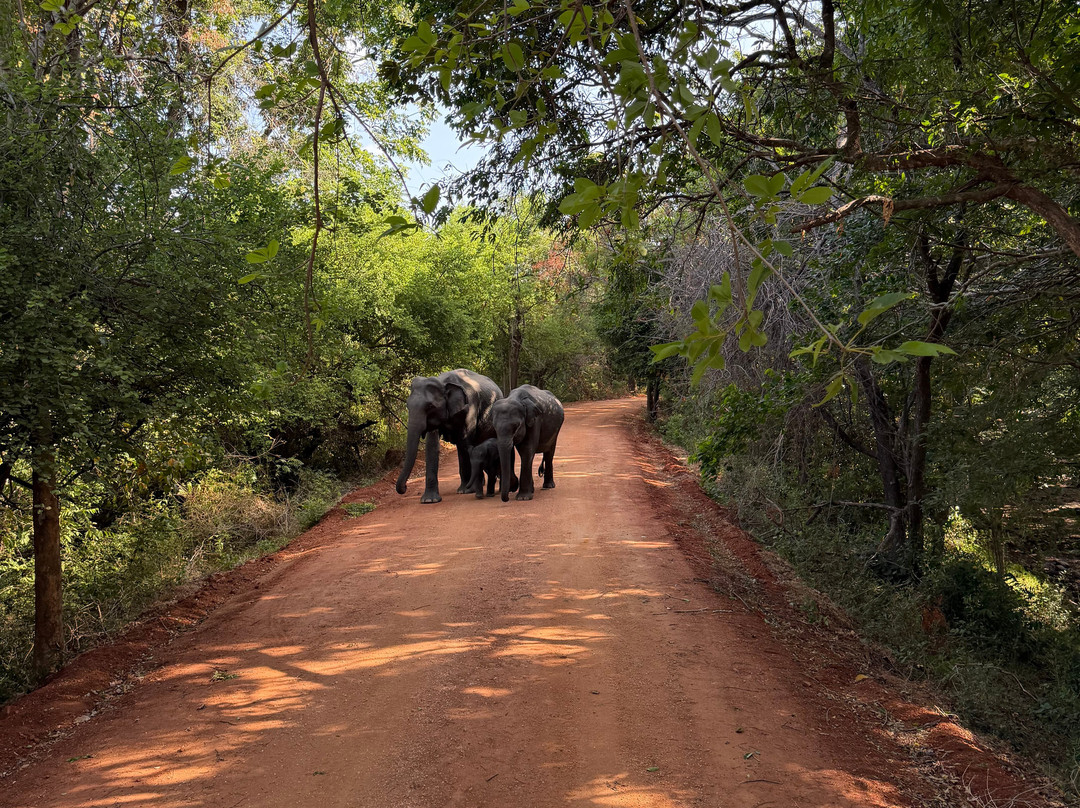 Sudath Safari and Tours Sri Lanka-锡吉里亚必去景点
