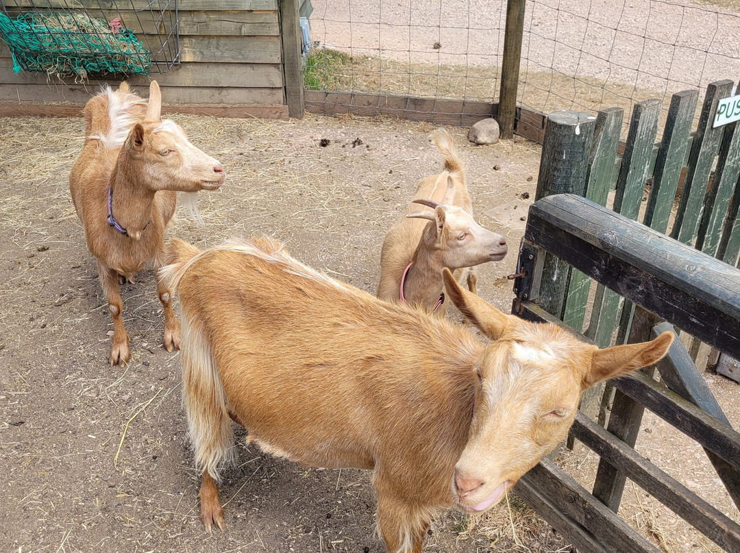 Totnes Rare Breeds Farm-托特尼斯必去景点