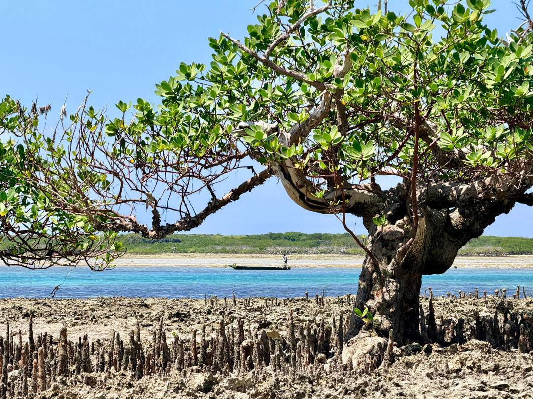 Safari Shwari Mafia Island-Utende必去景点