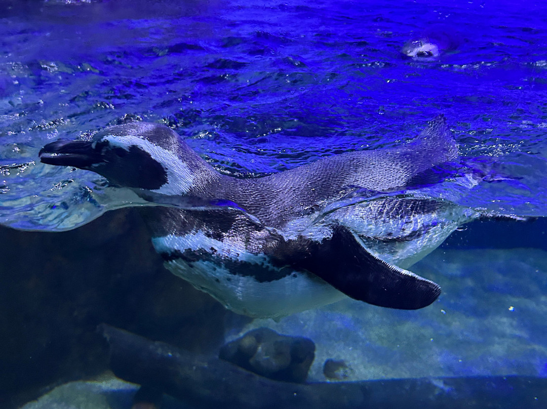 Ubatuba Aquarium-乌巴图巴必去景点