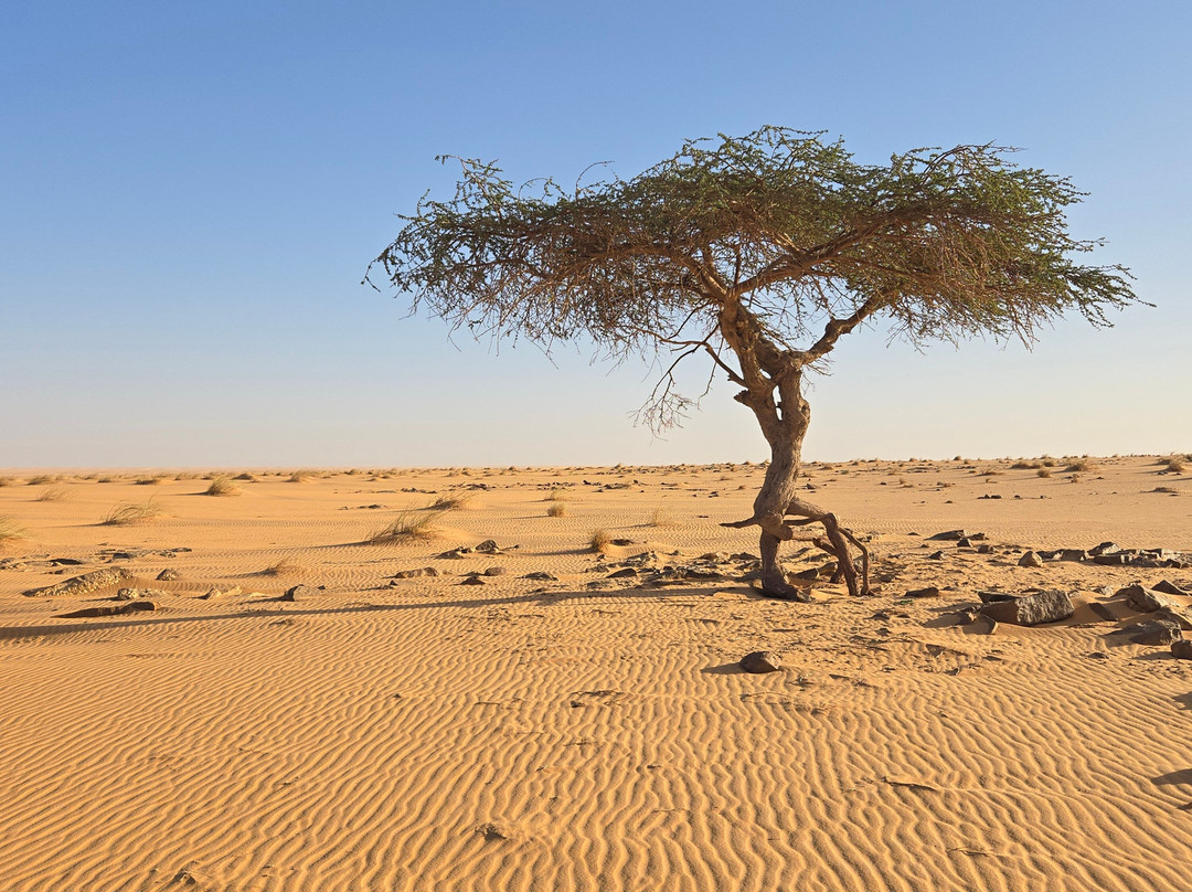 Detours Mauritanie Voyages-Atar必去景点