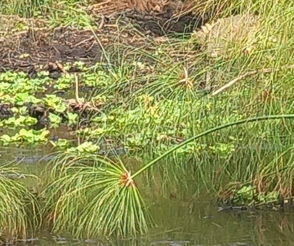 Lake Mburo National Park-Mbarara必去景点