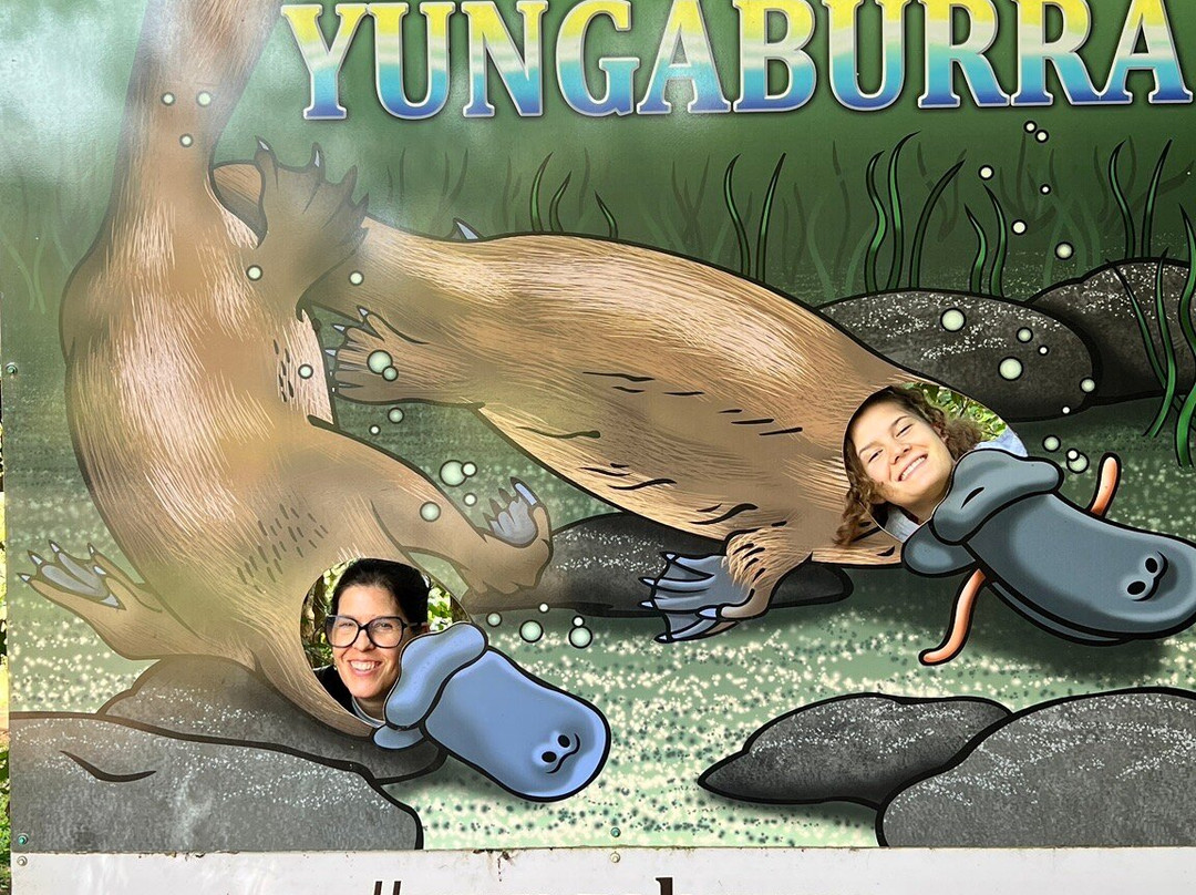 Yungaburra Platypus Viewing Platform-Yungaburra必去景点