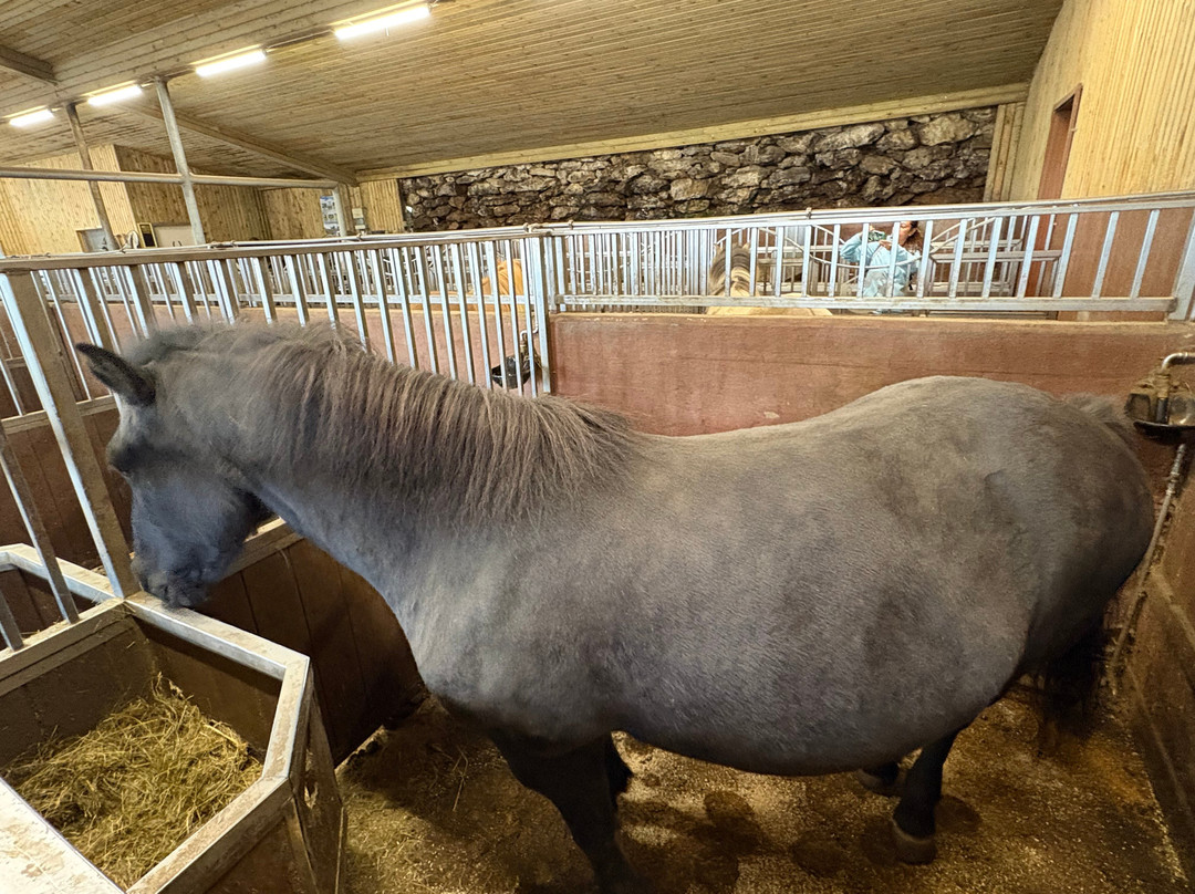 Lysuholl - Horseback riding tours-Snaefellsbaer必去景点
