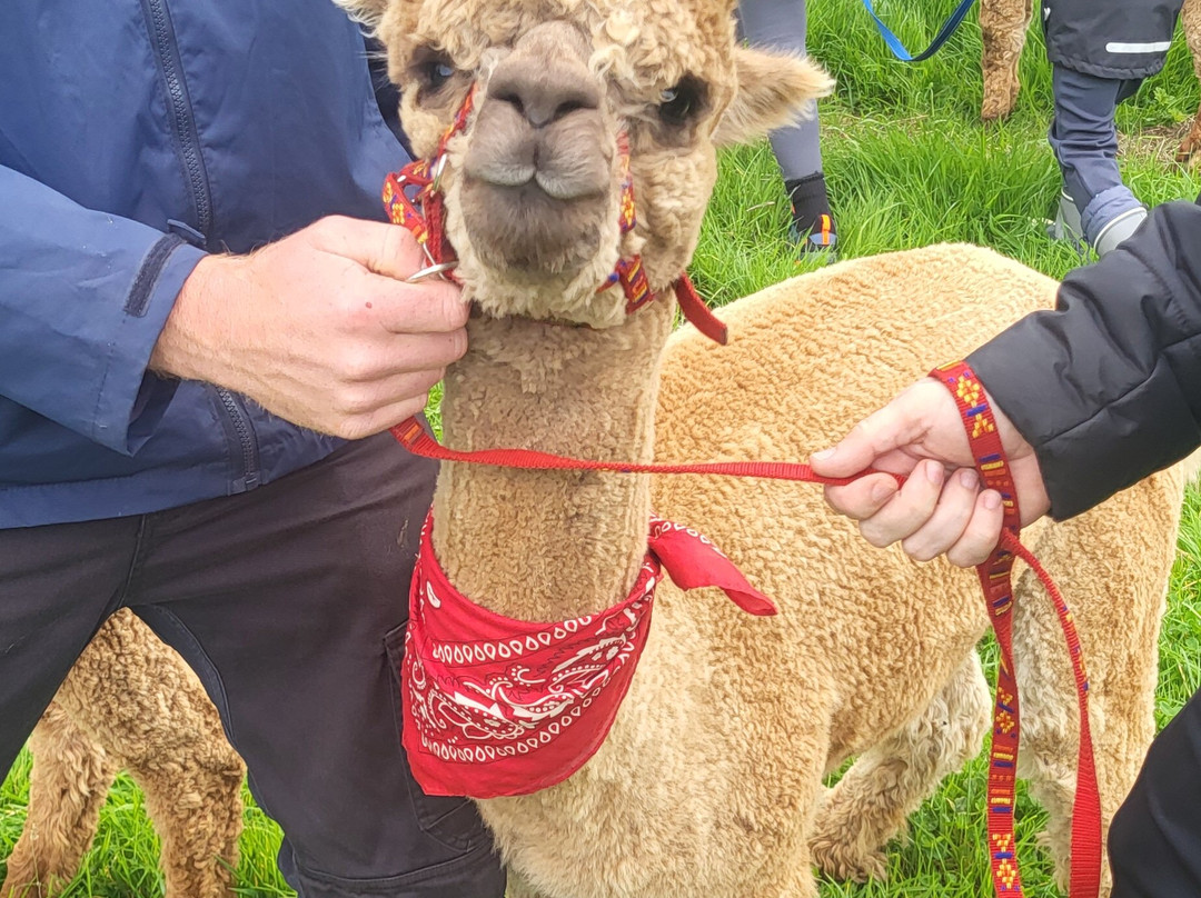 North Coast Alpacas-科尔雷恩必去景点