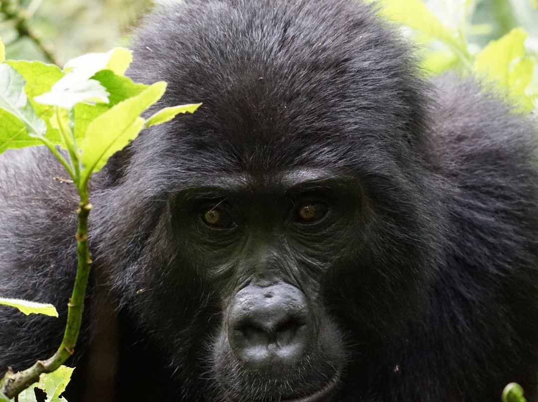 Irembo Africa Safaris Ltd-坎帕拉必去景点