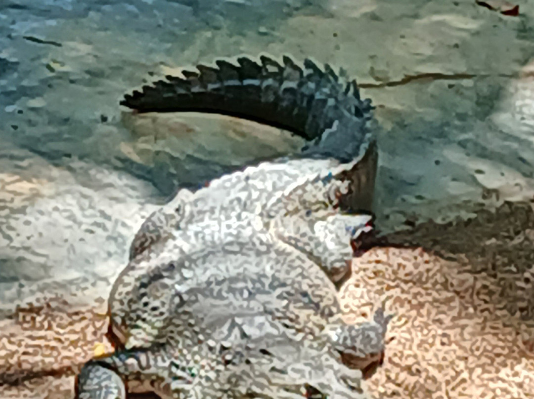 Croco Cun Zoo-从莫雷洛斯港必去景点
