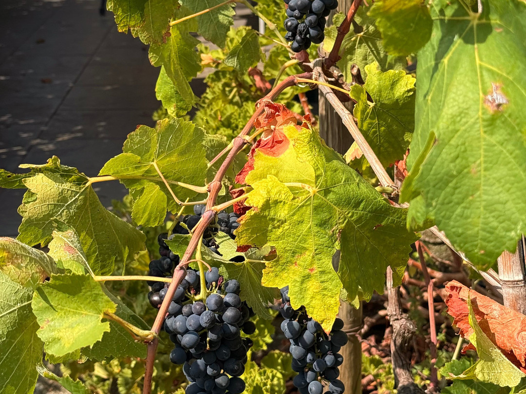 Azienda Agricola Possa