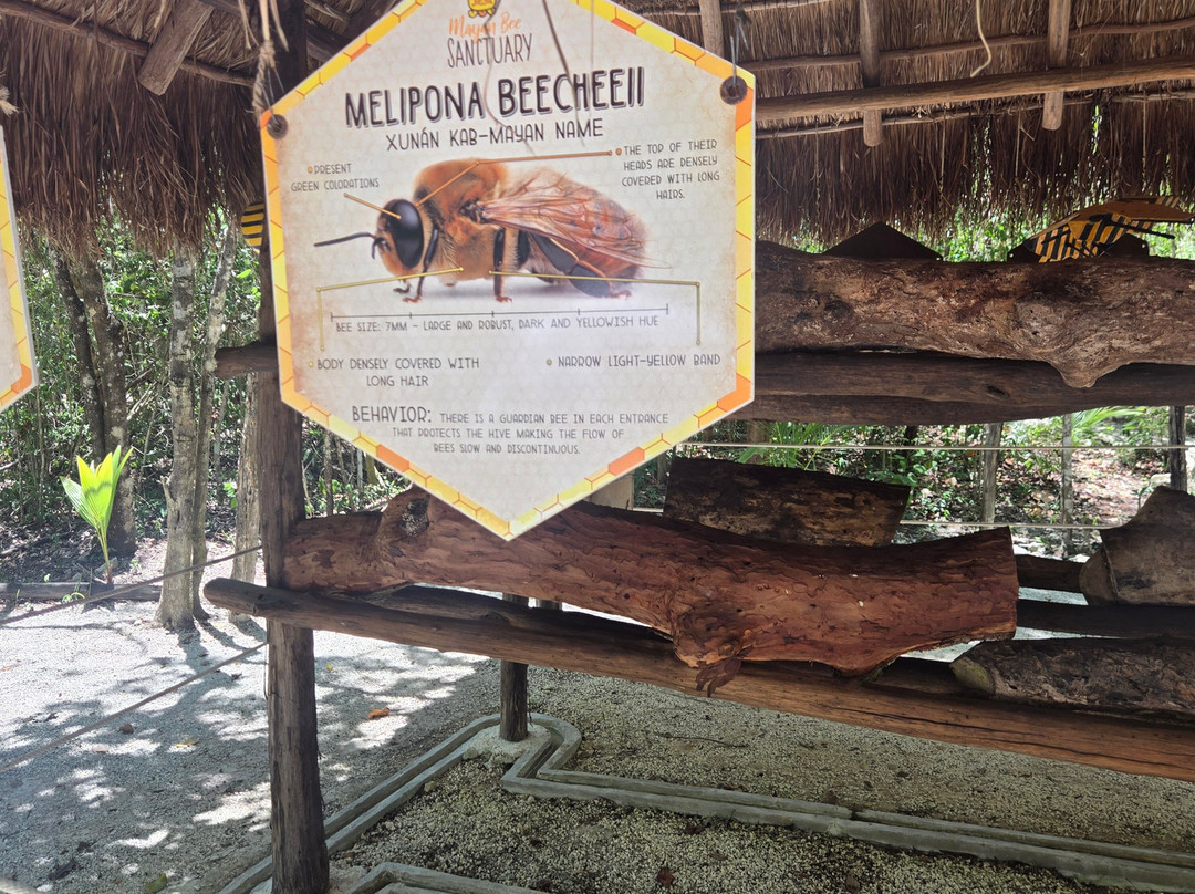 Mayan Bee Sanctuary-San Miguel de Cozumel必去景点