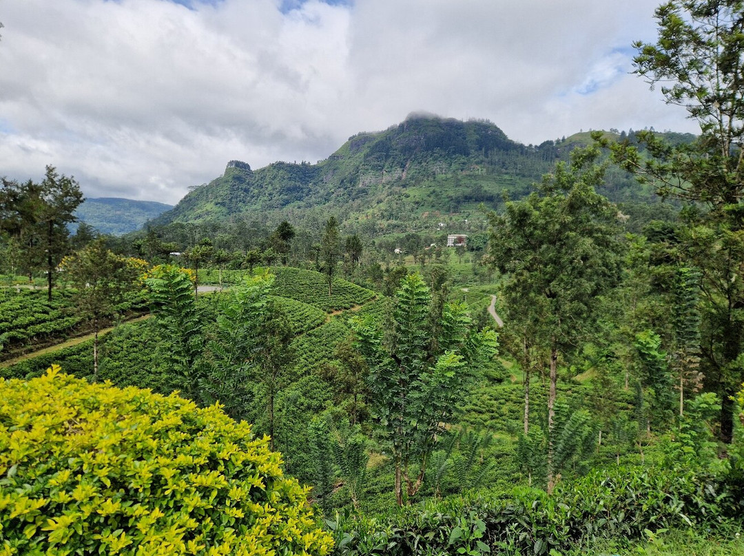 Pekoe Lanka Tours-康提必去景点
