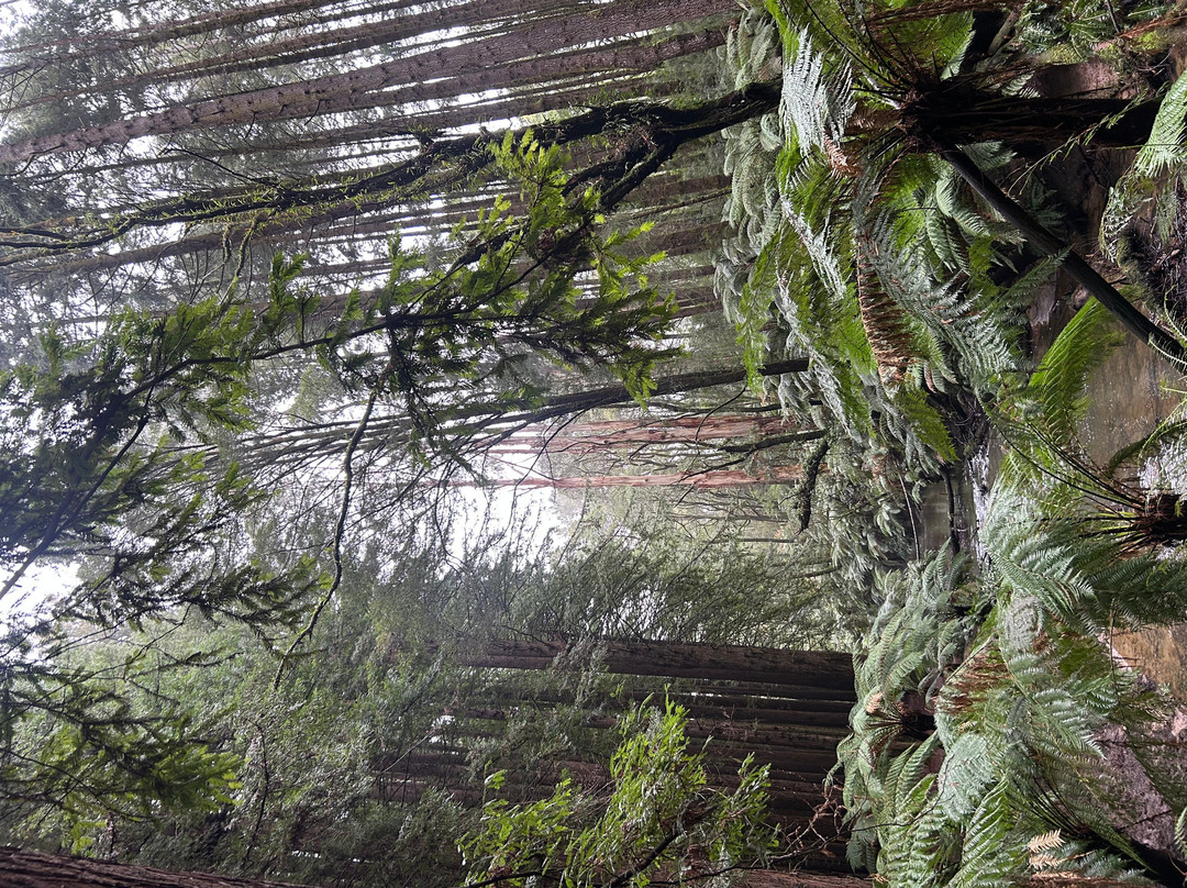 The Redwoods-Beech Forest必去景点