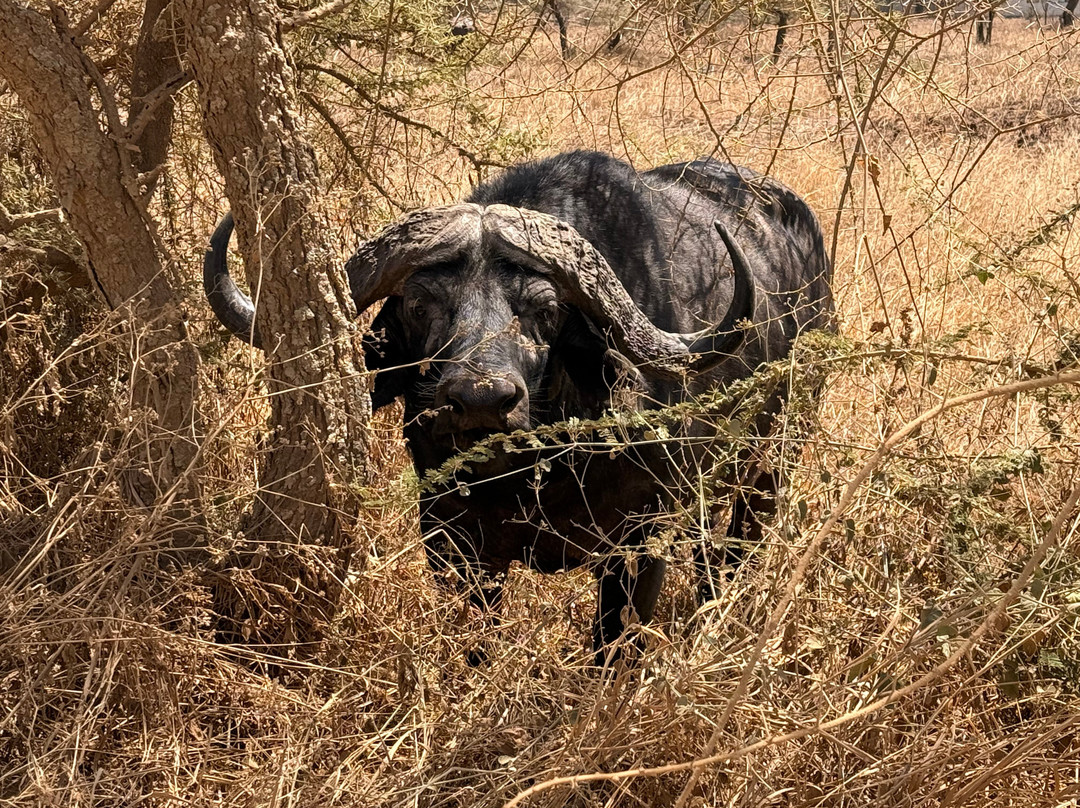Best tour operator in Tanzania by Rede Tours and Safaris-多多马必去景点