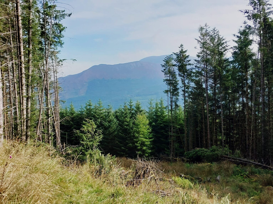 Whinlatter Forest-Braithwaite必去景点