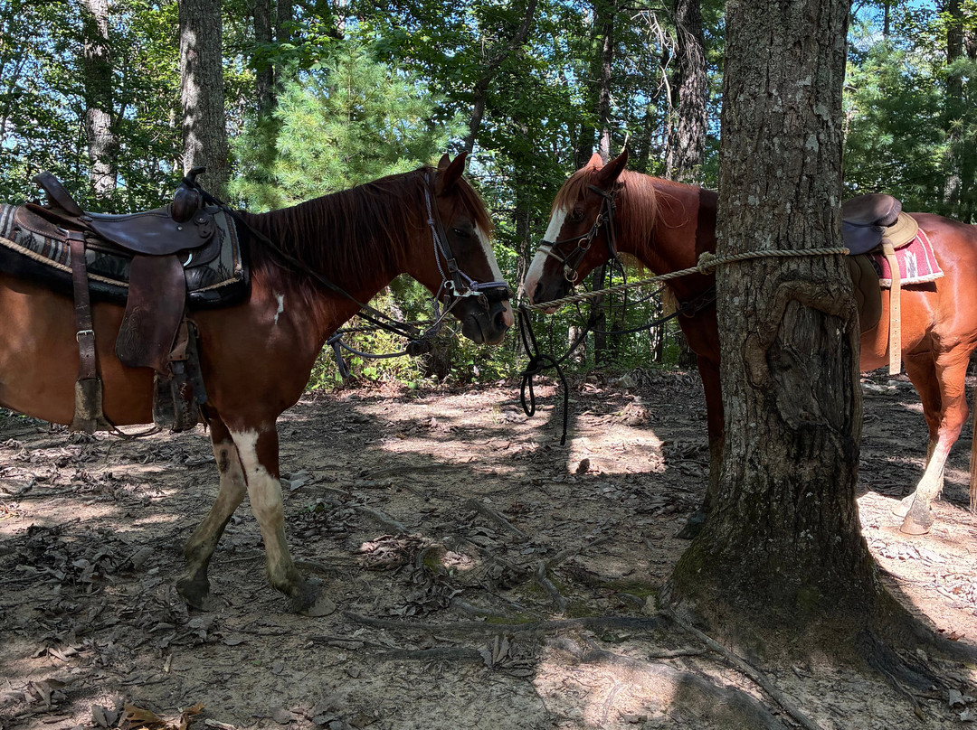 Smoky Mountain Trail Rides and Bison Farm-Marshall必去景点