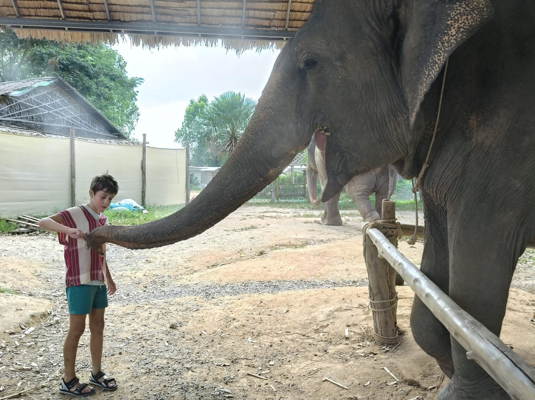 Kerchor Elephant Family Phuket-卡图必去景点